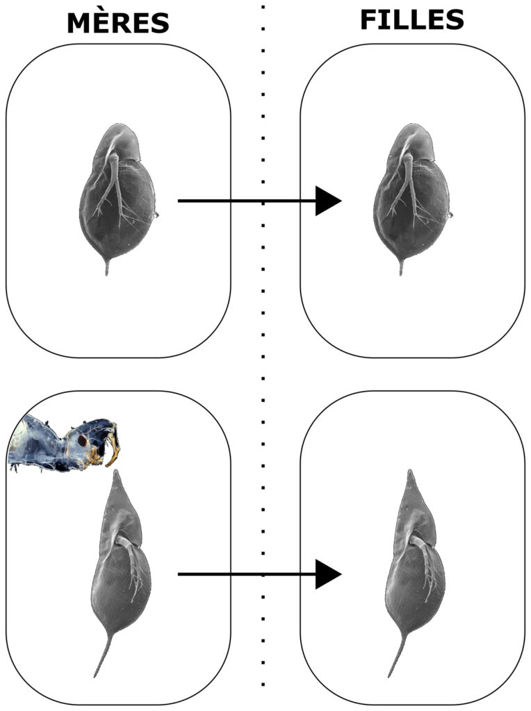 Graphique en 4 parties. Chaque partie représente une daphnie. Celle en haut à gauche est annotée "Mères" et "Absence prédateurs". Elle a la morphologie d'une daphnie sans casque (voir Figure 1). Une flèche amène vers la daphnie en haut à droite, annotée "Filles" et "Absence prédateurs", qui a la même morphologie. La daphnie en bas à gauche est annotée "Mères" et "Présence prédateurs". Elle a la morphologie d'une daphnie avec casque défensif. Une flèche amène vers la daphnie en bas à droite, annotée "Filles" et "Absence prédateurs", qui a un casque défensif.